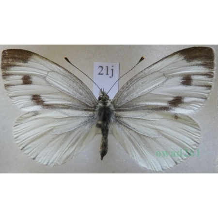 Pieris napi (Linnaeus, 1758) female Bielinek bytomkowiec Czech21j
